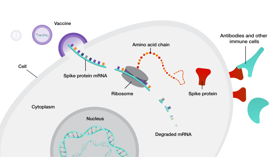 Diagram showing how an mRNA vaccine instructs cells to produce an antigen and trigger immunity.