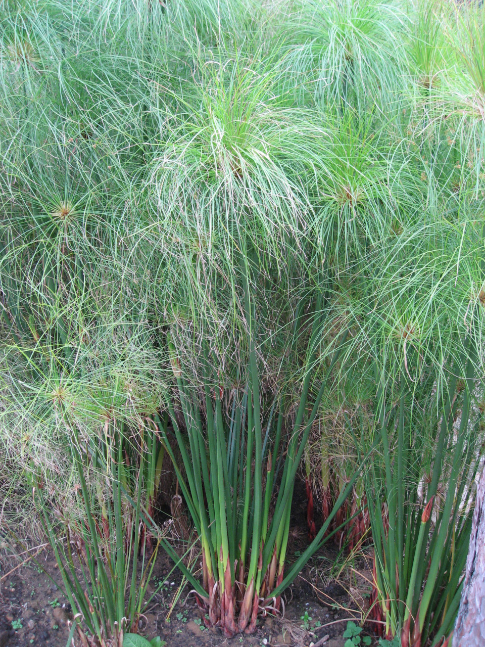 نبات البردي المصري (Cyperus papyrus)، النبات الذي صُنعت منه مادة الكتابة القديمة قبل أن يحل الورق محلها