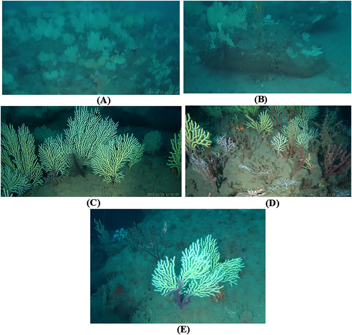 A Coral World Presumed Dead for 60 Years Was Found Alive by Underwater Drones