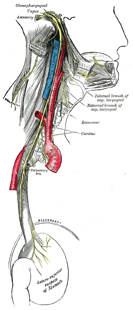 Scientists Mapped 60 Human Vagus Nerves to Help Make Stimulation More Precise