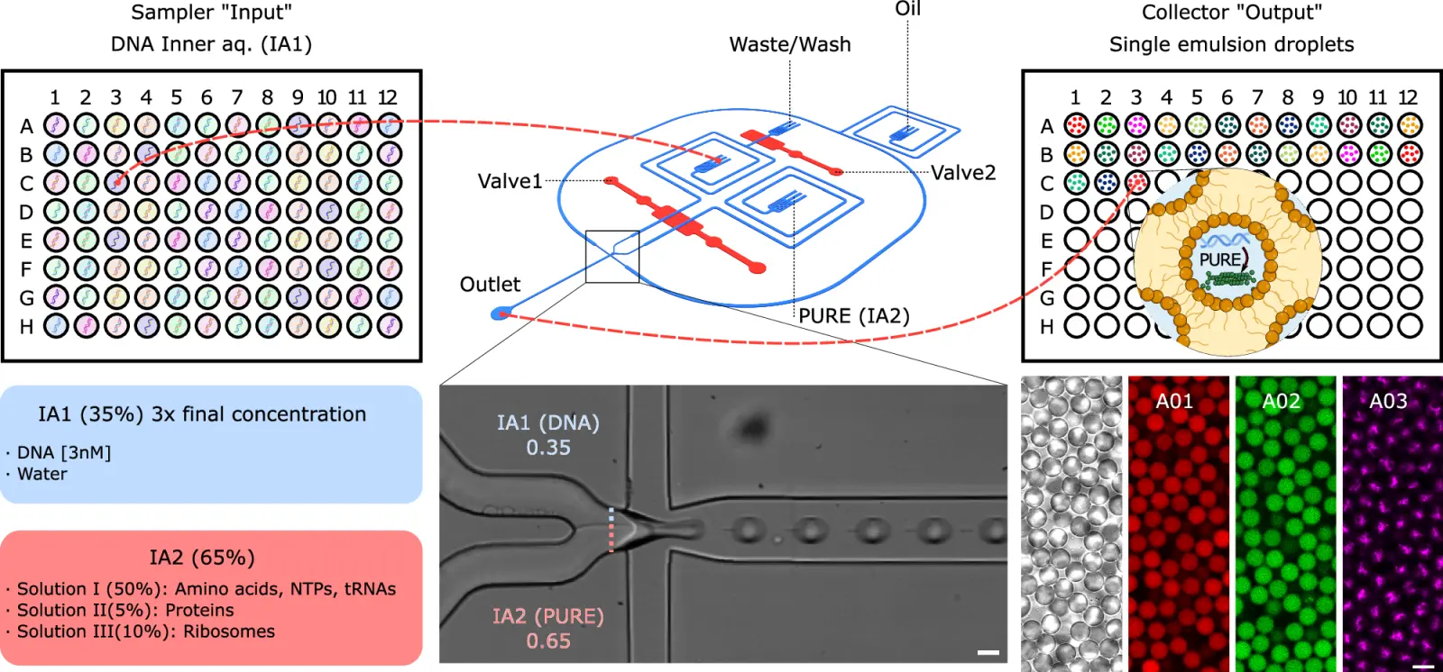 Tiny Artificial Cells Put Designed Proteins Through a Five-Day Test