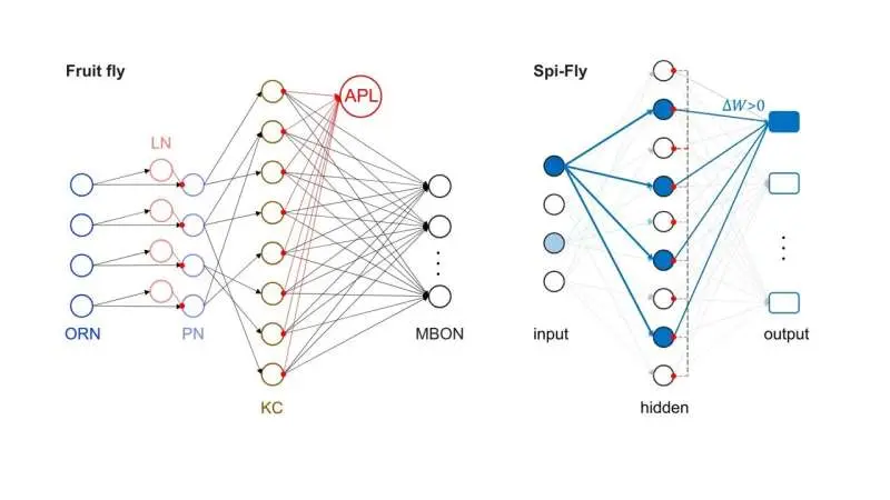 A Fruit-Fly Brain Inspired an AI That Learns New Smells Without Forgetting