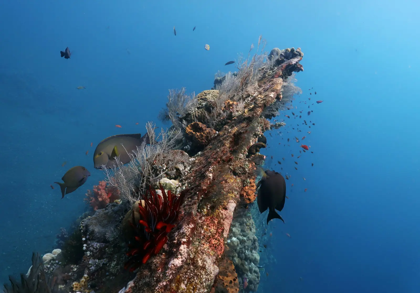 Coral Bleaching Now Returns Before Many Reefs Can Recover