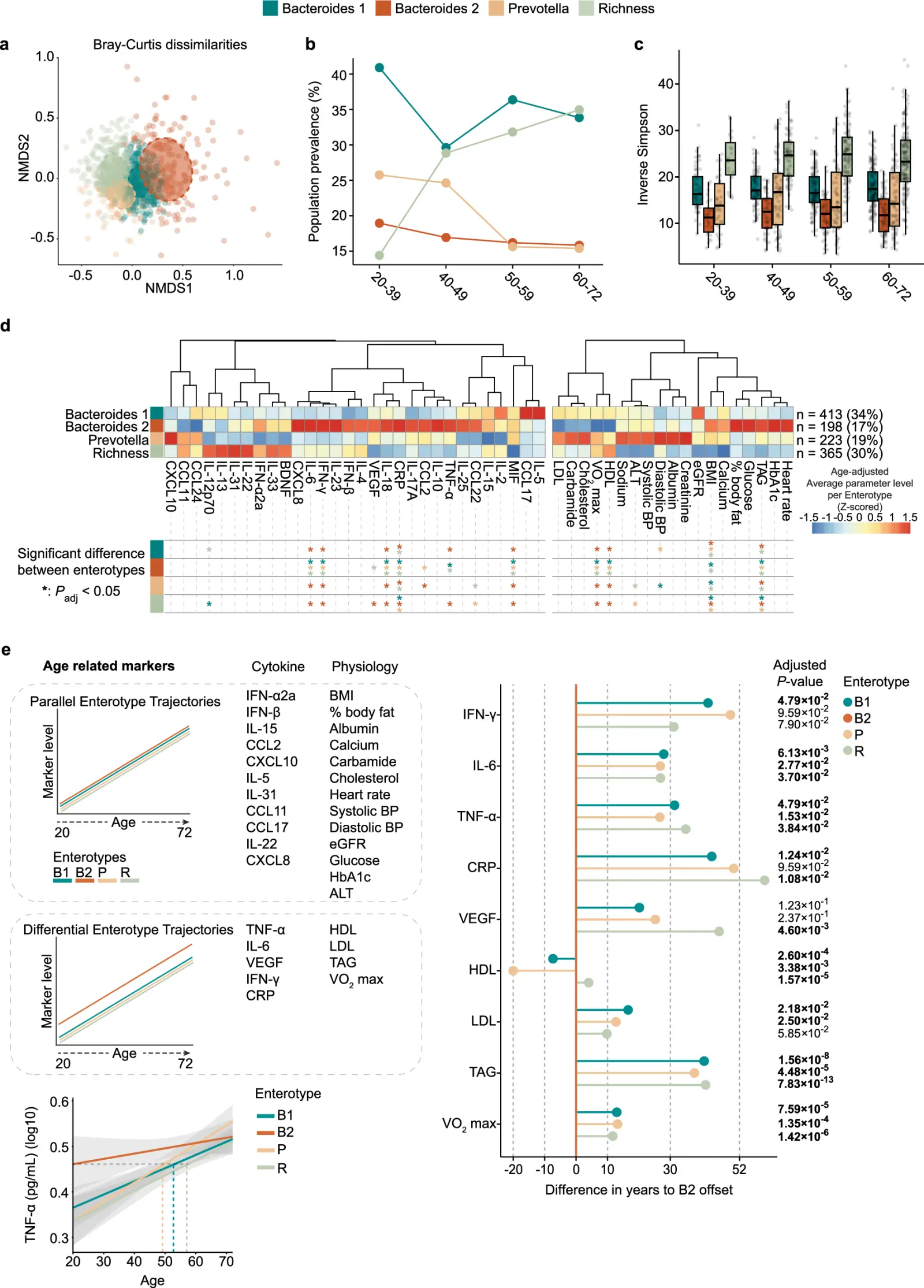 Gut Bacteria Tracked Inflammation Better Than Age in 1,199 Adults