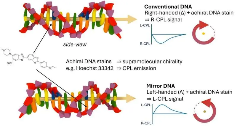 A Light Test Could Flag Mirror Life Before It Exists