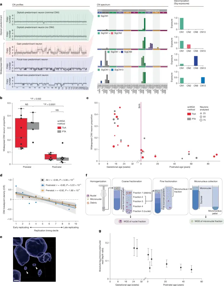 The Developing Brain Appears to Remove Neurons With Heavily Altered Genomes